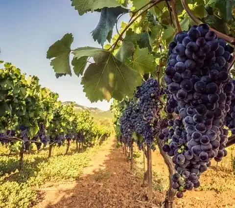 Champ de vignes